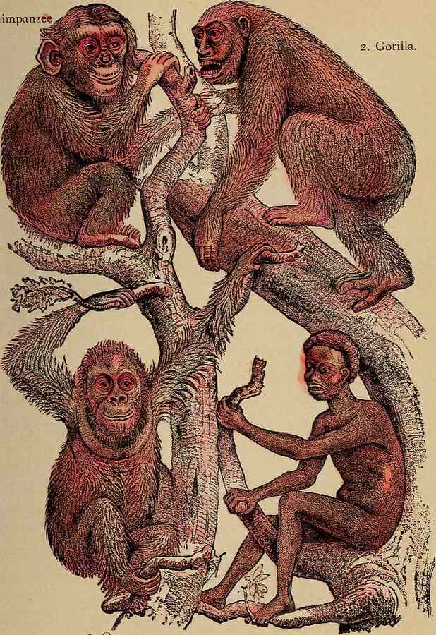 The evolution of man- a popular exposition of the principal points of human ontogeny and phylogene (1896) (14595000699)