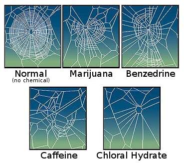 Effect of drugs on spider web construction