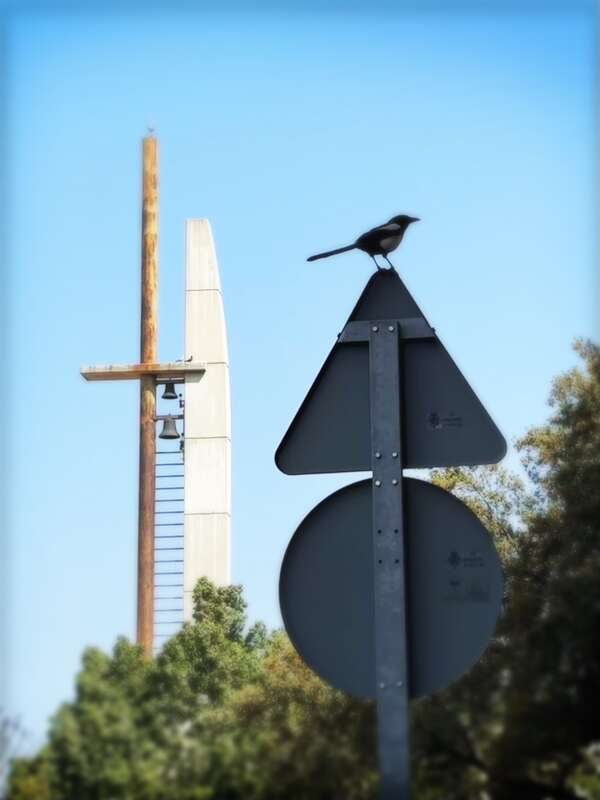 Foto amb la silueta d’una garsa parada damunt d’un senyal de trànsit, amb arbres i un campanar al fons
